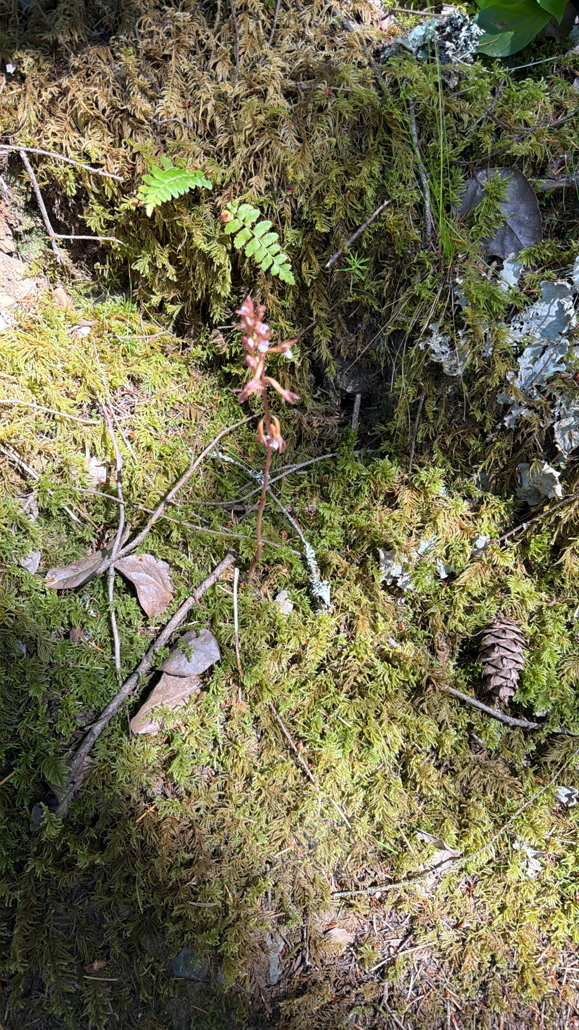 Corallorhiza maculata