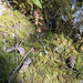spotted coralroot
