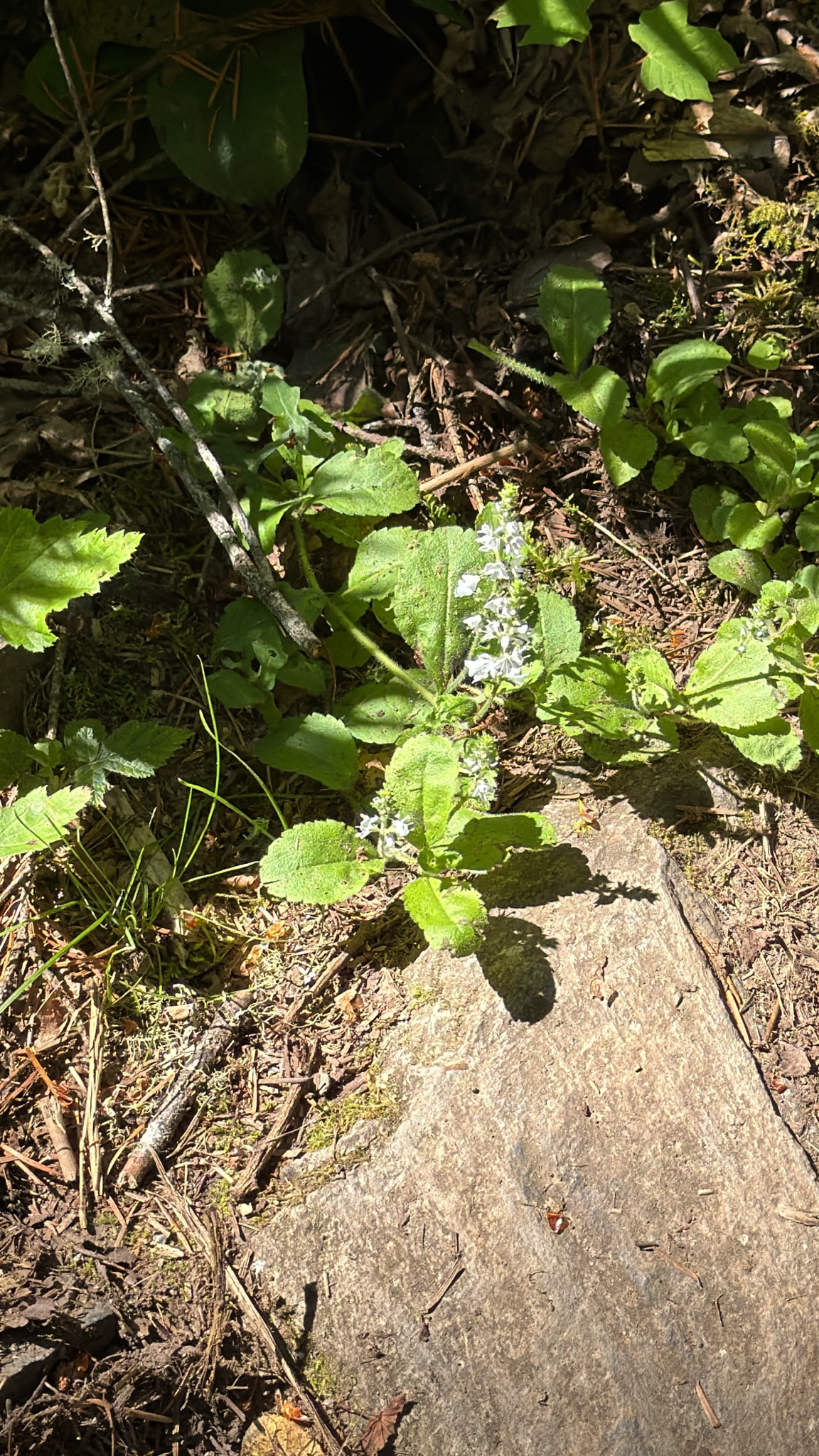 Veronica officinalis