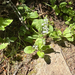 heath speedwell