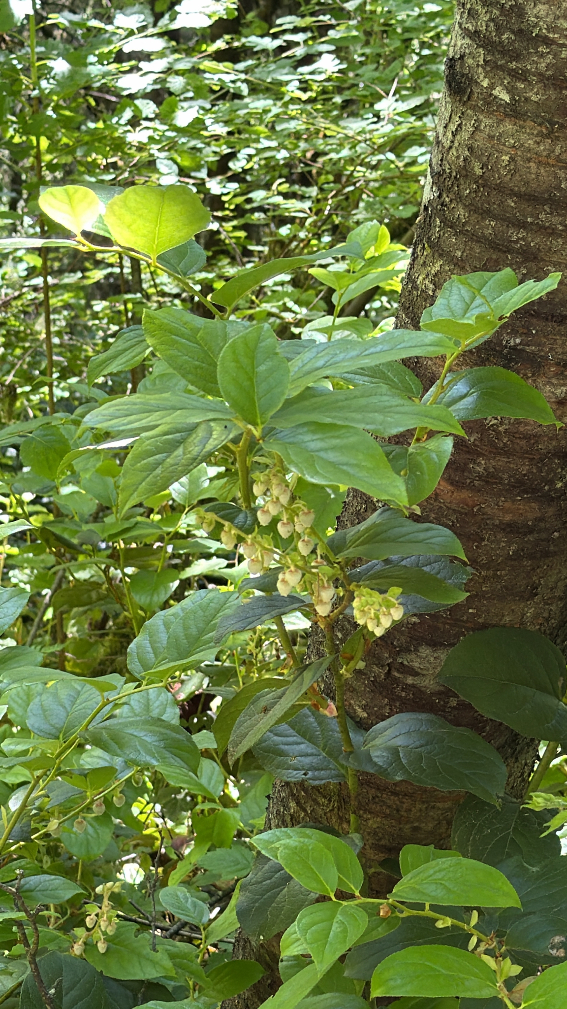 Gaultheria shallon