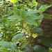 salal