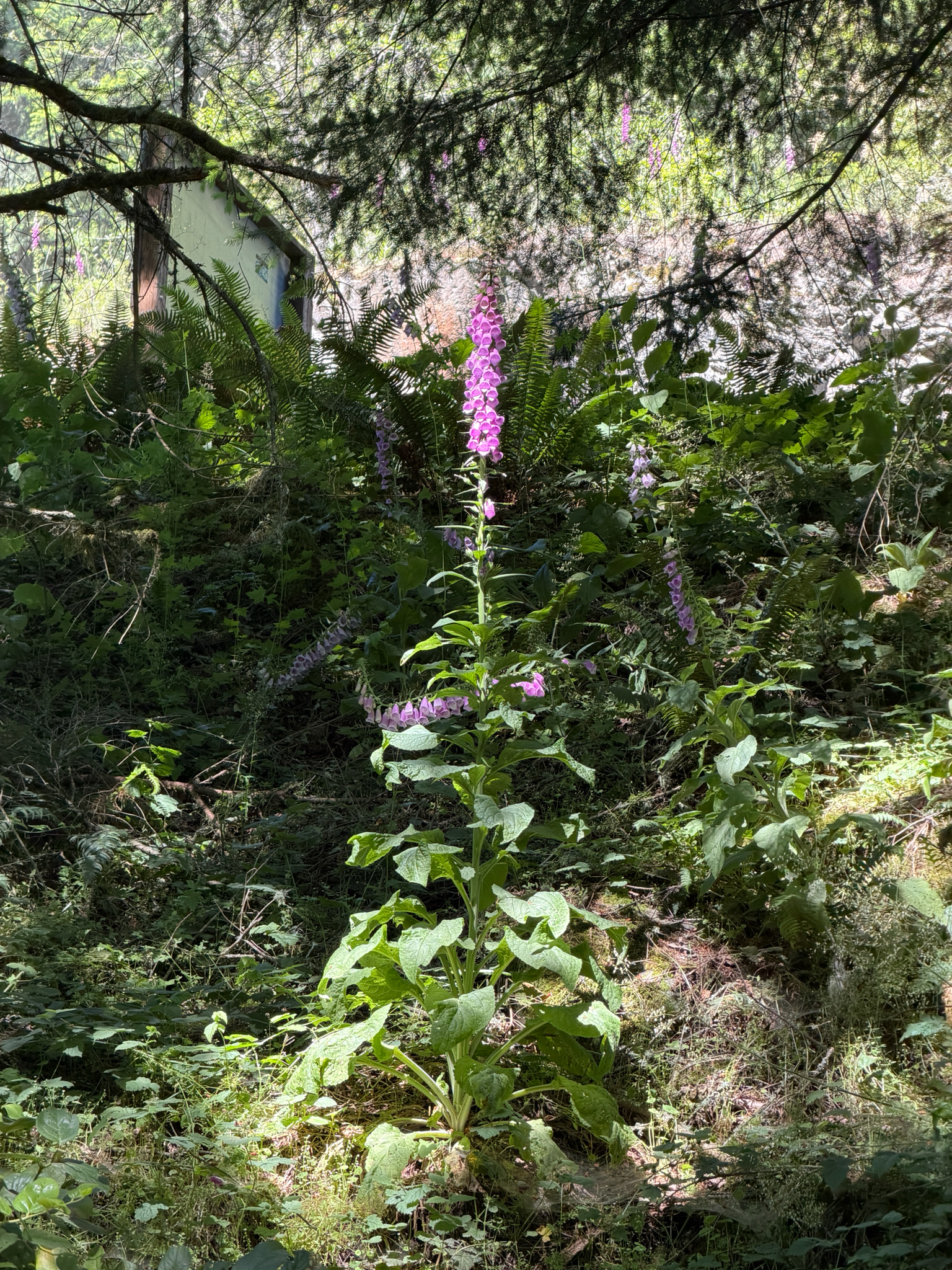 Digitalis purpurea