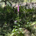 purple foxglove