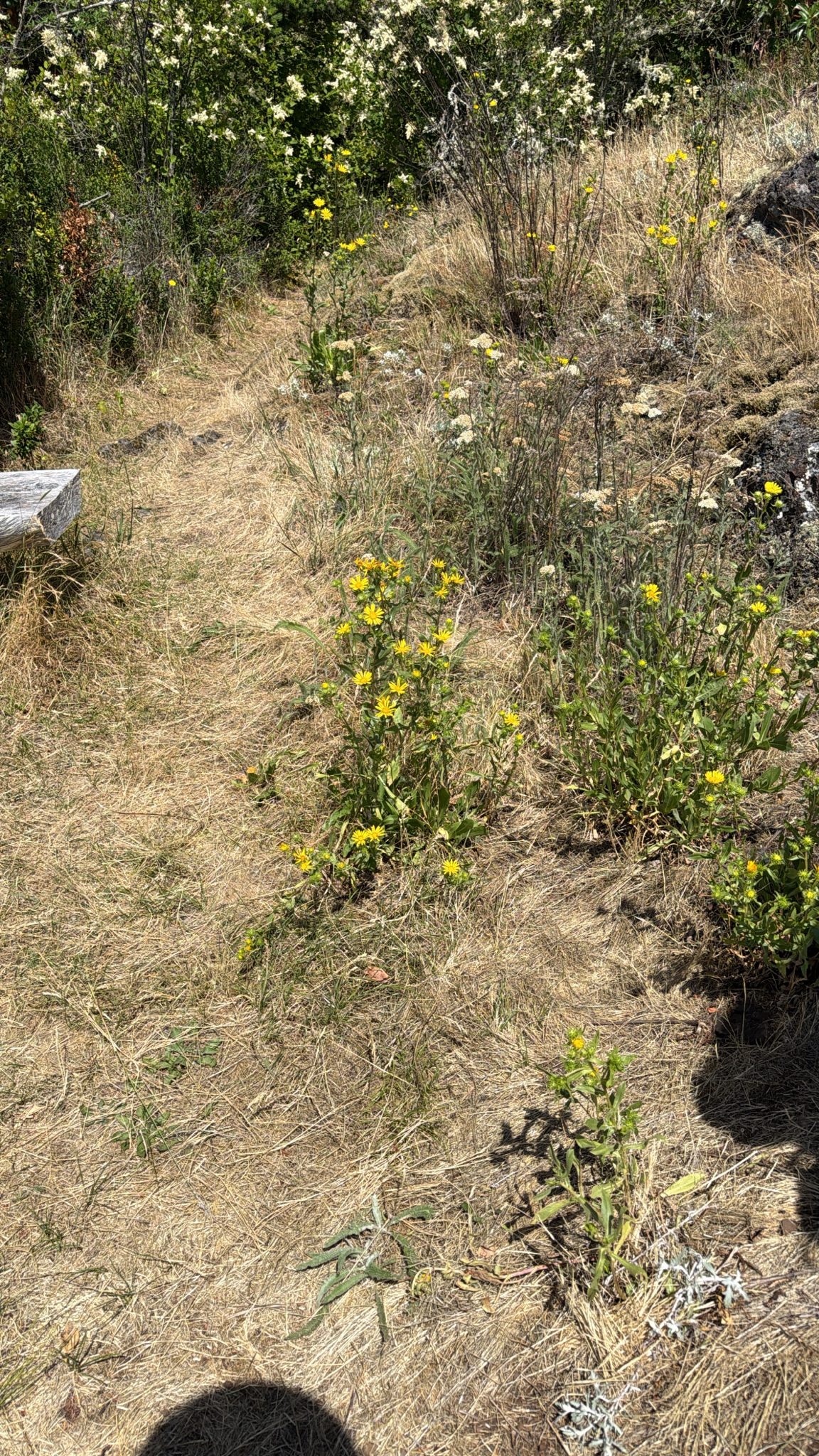 Grindelia integrifolia