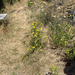 Puget sound gumweed