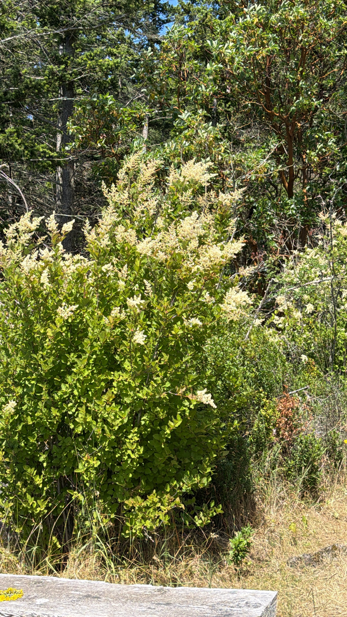 Holodiscus discolor