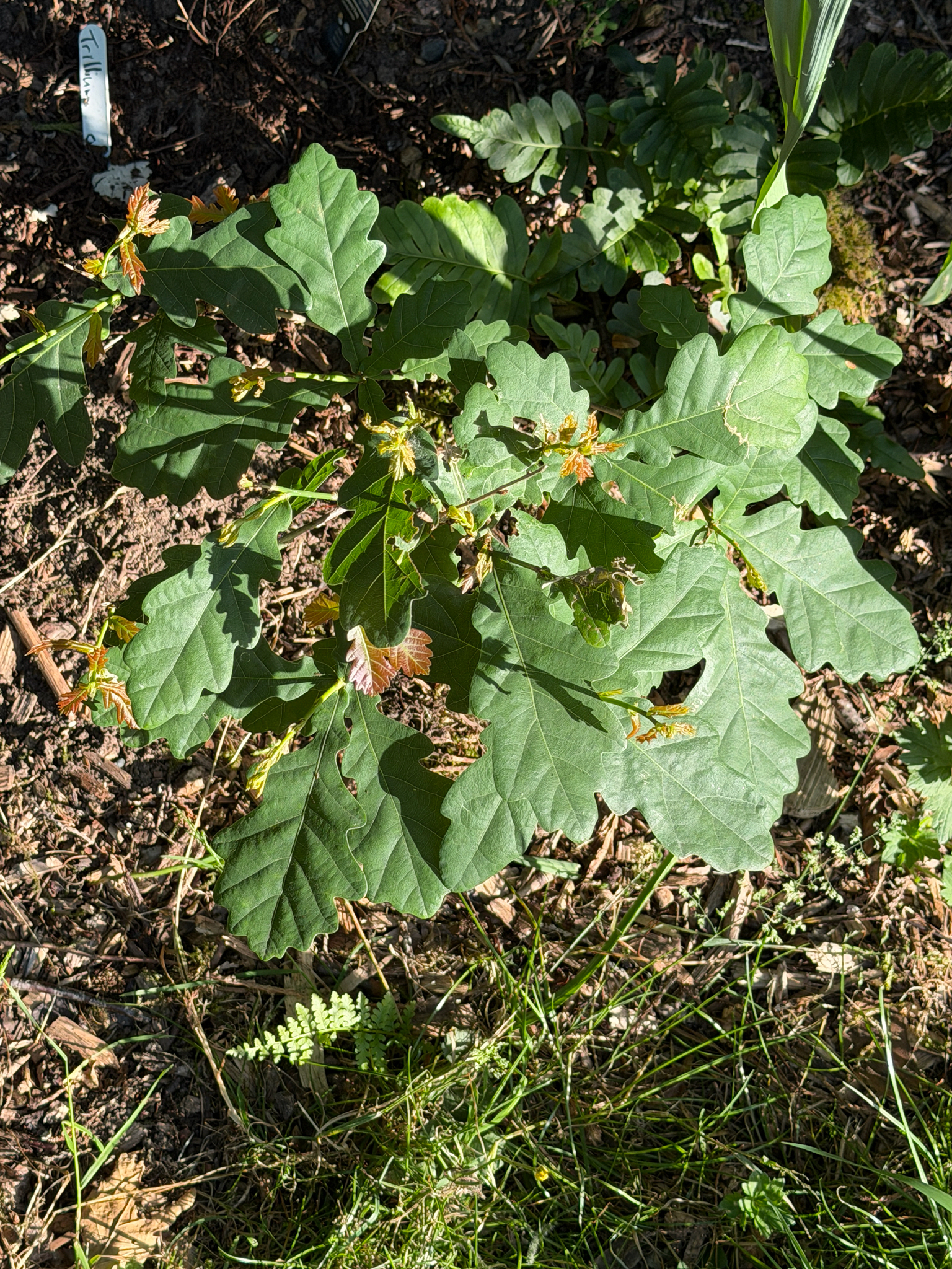 Quercus robur