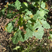 English oak