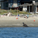 Northern Elephant Seal