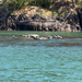 Harbor Seal