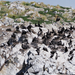 Double-crested Cormorant