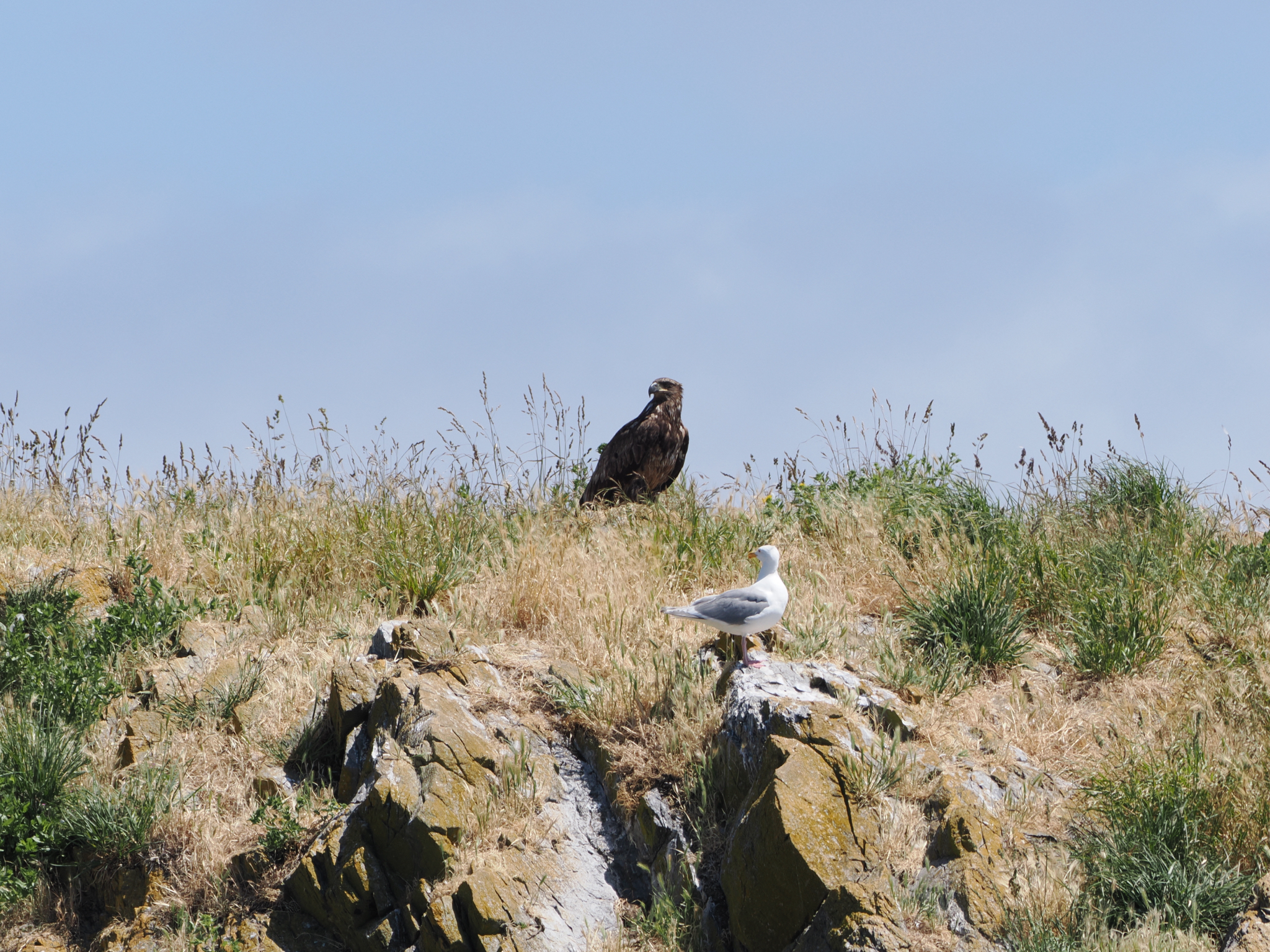 Haliaeetus leucocephalus