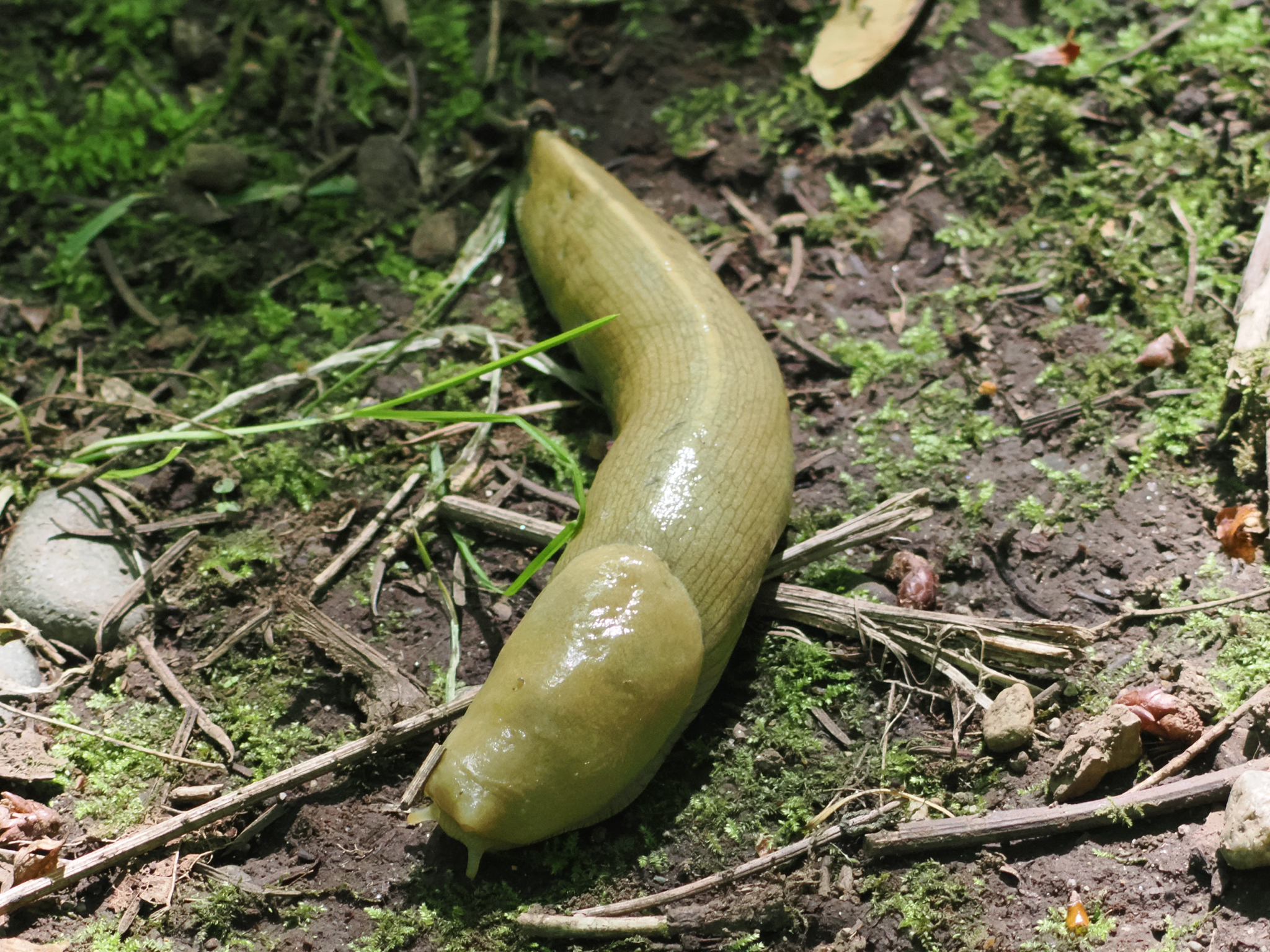 Ariolimax columbianus