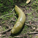 Pacific Banana Slug