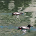 Pigeon Guillemot