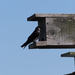 Purple Martin