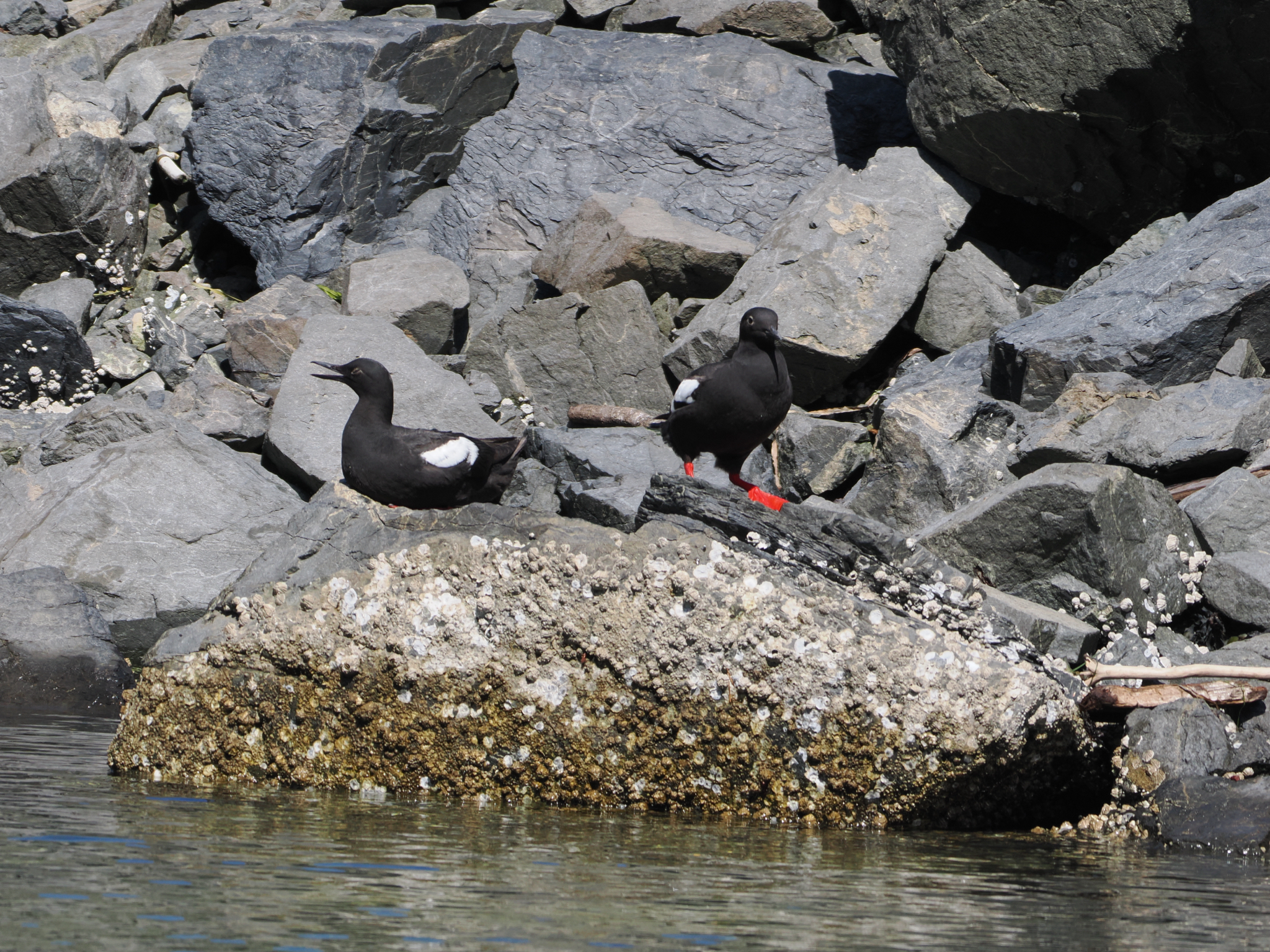 Cepphus columba