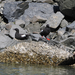 Pigeon Guillemot