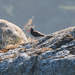 Black Oystercatcher