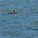 Rhinoceros Auklet