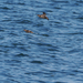 Marbled Murrelet