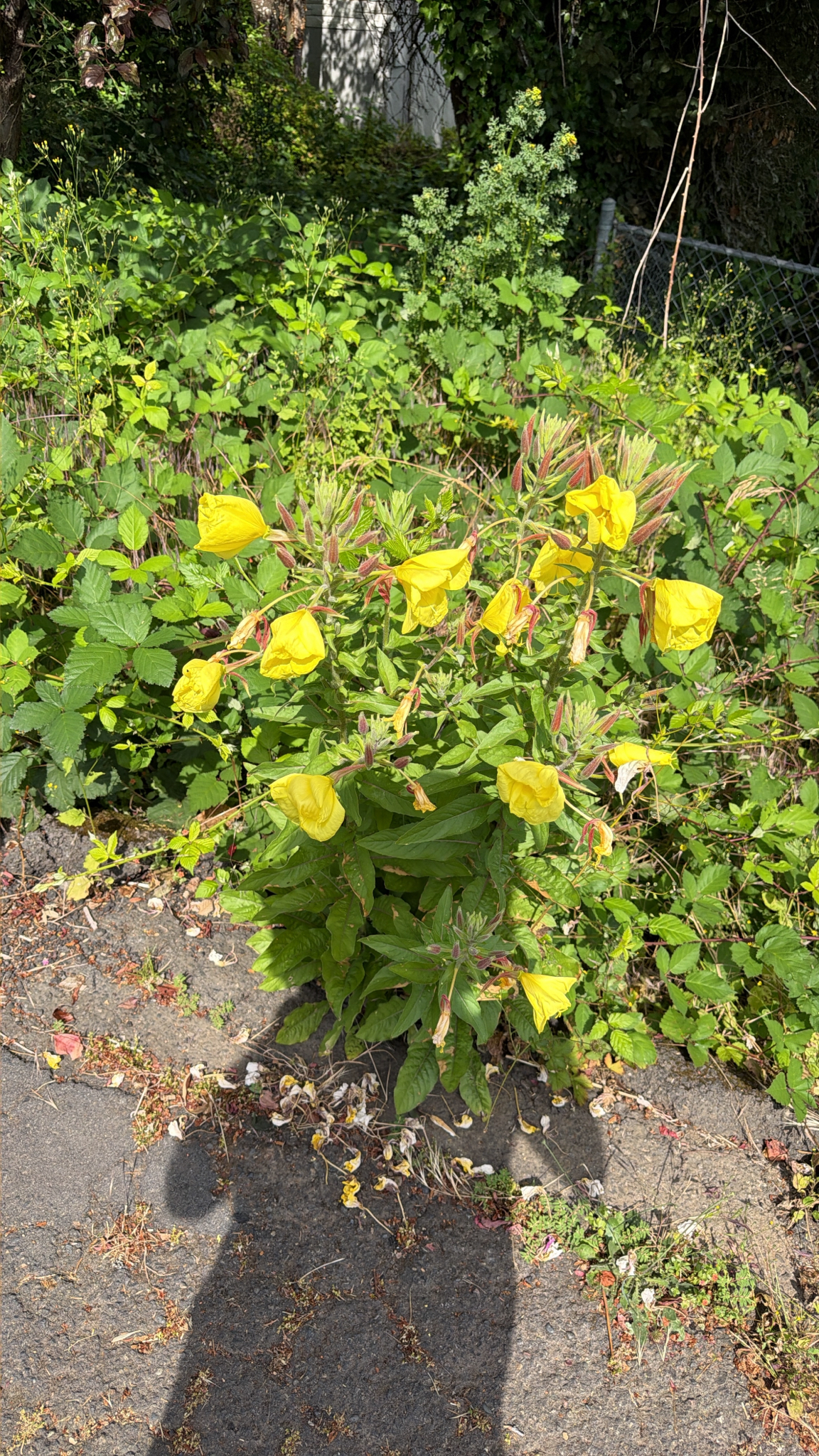 Oenothera glazioviana