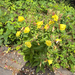 Large-flowered Evening-primrose
