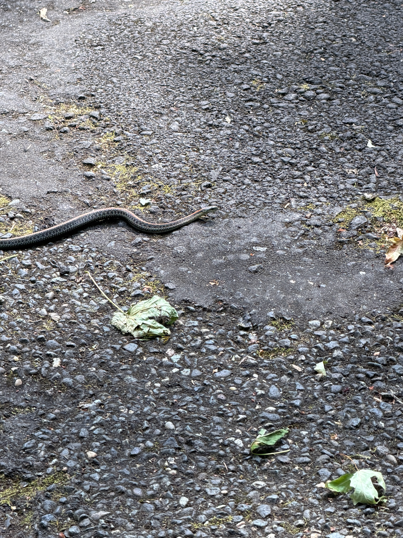 Thamnophis ordinoides