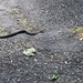 Northwestern Garter Snake