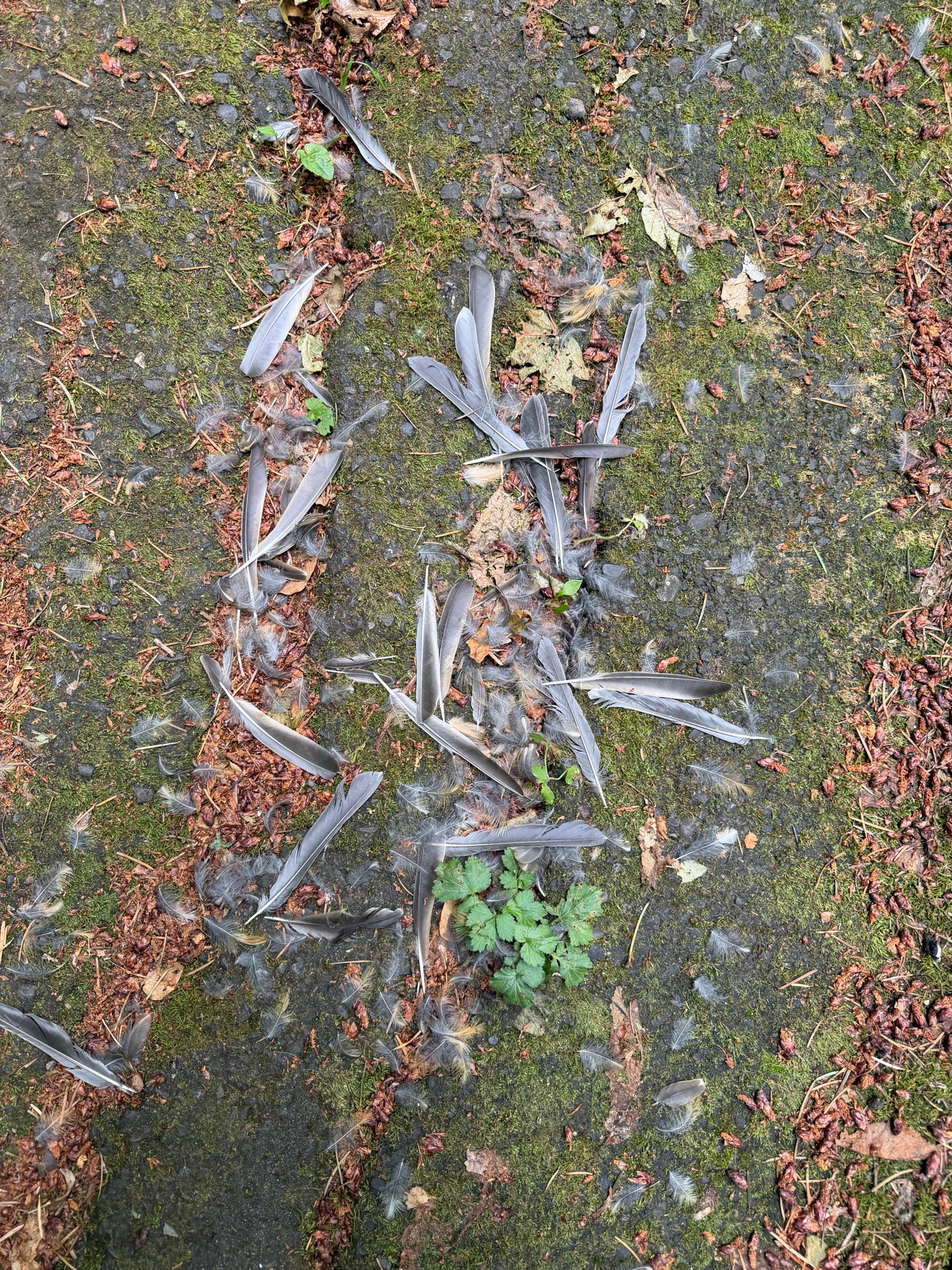 Passeriformes