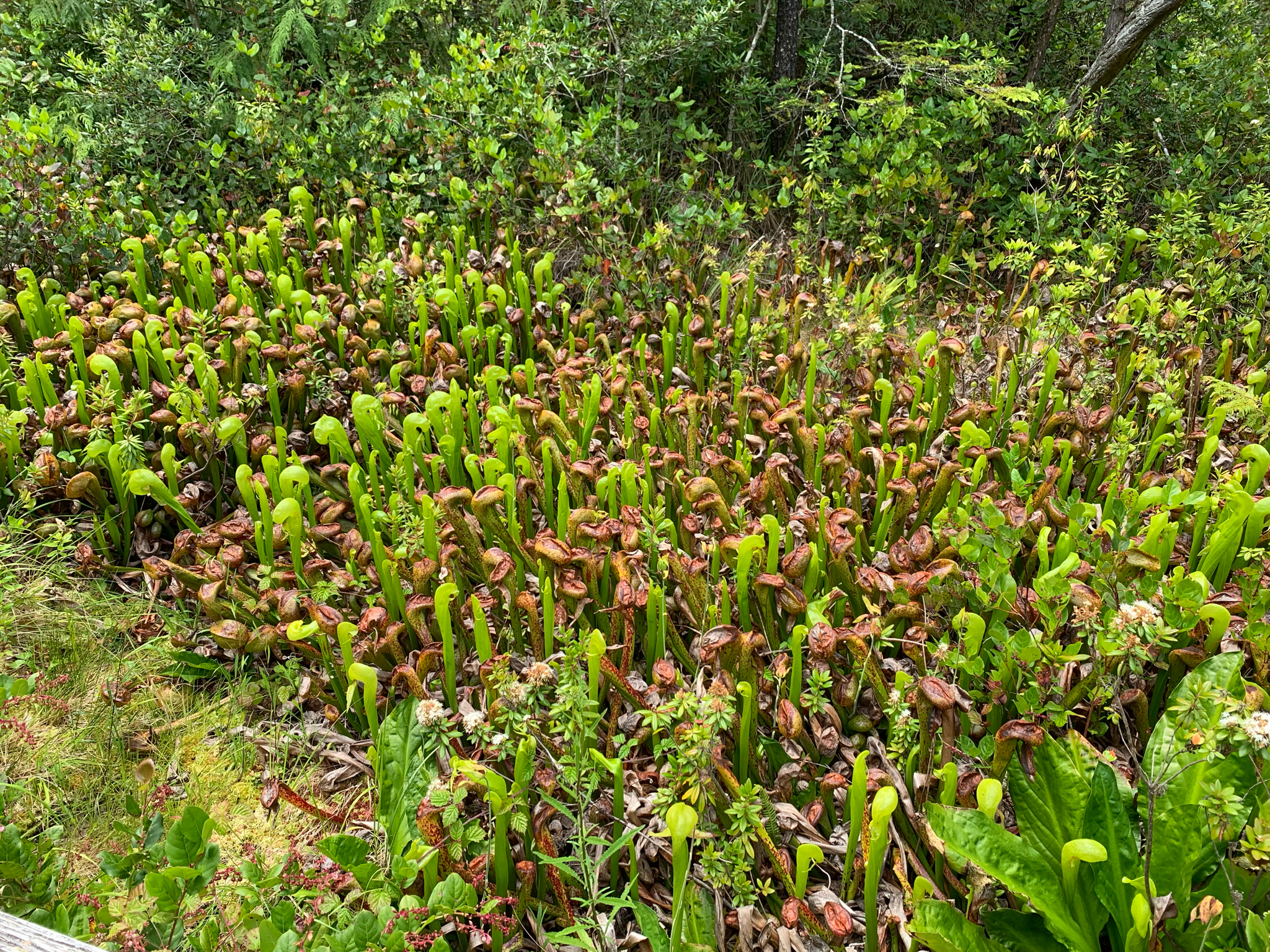 Darlingtonia californica