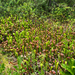 California pitcher plant