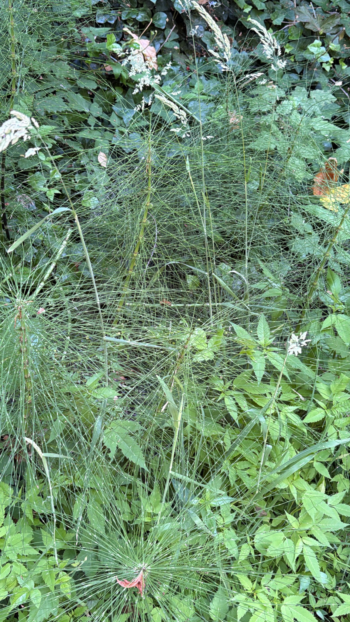 Equisetum telmateia
