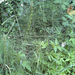 great horsetail