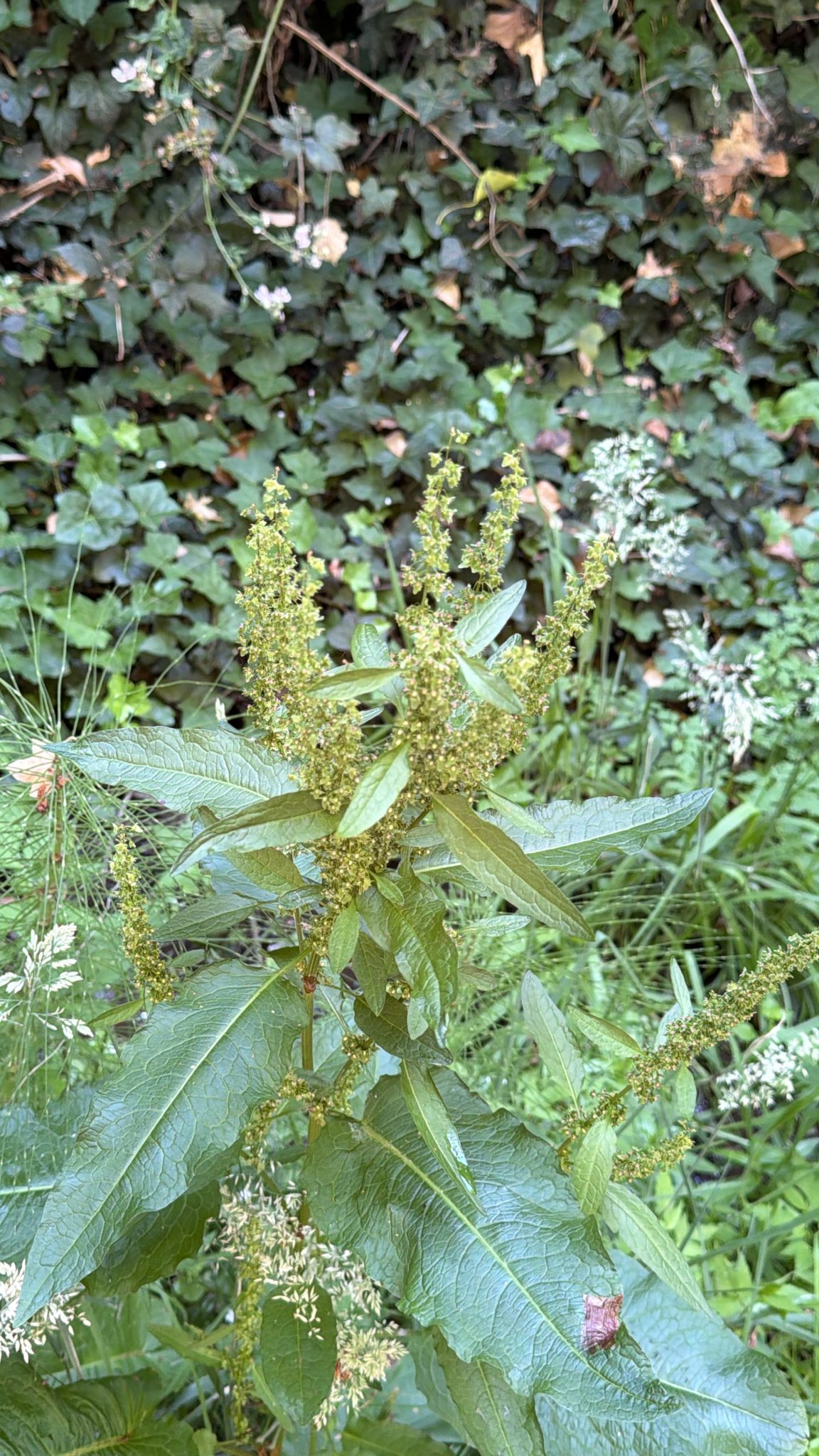 Rumex obtusifolius