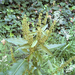 broad-leaved dock