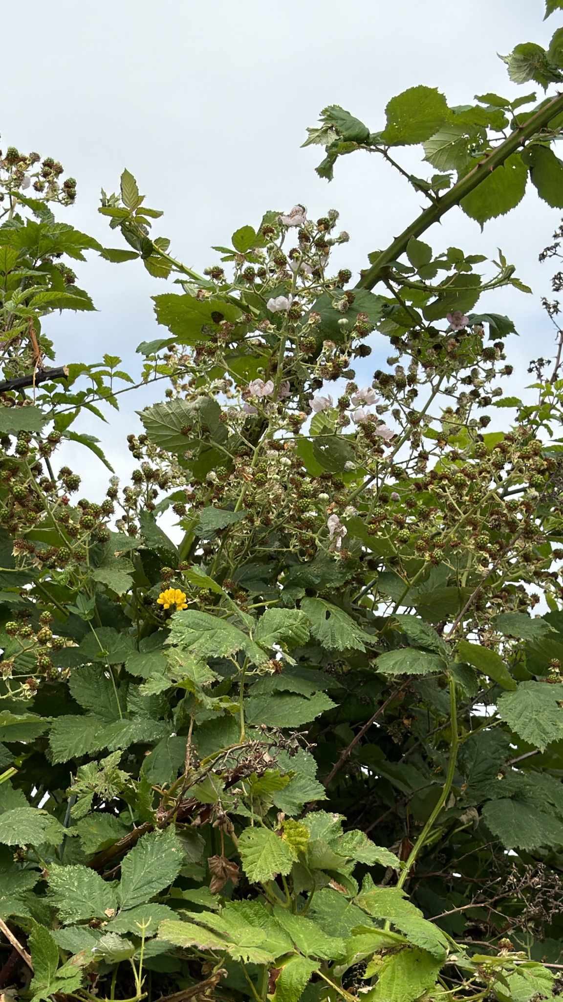 Rubus armeniacus