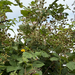 Armenian Blackberry