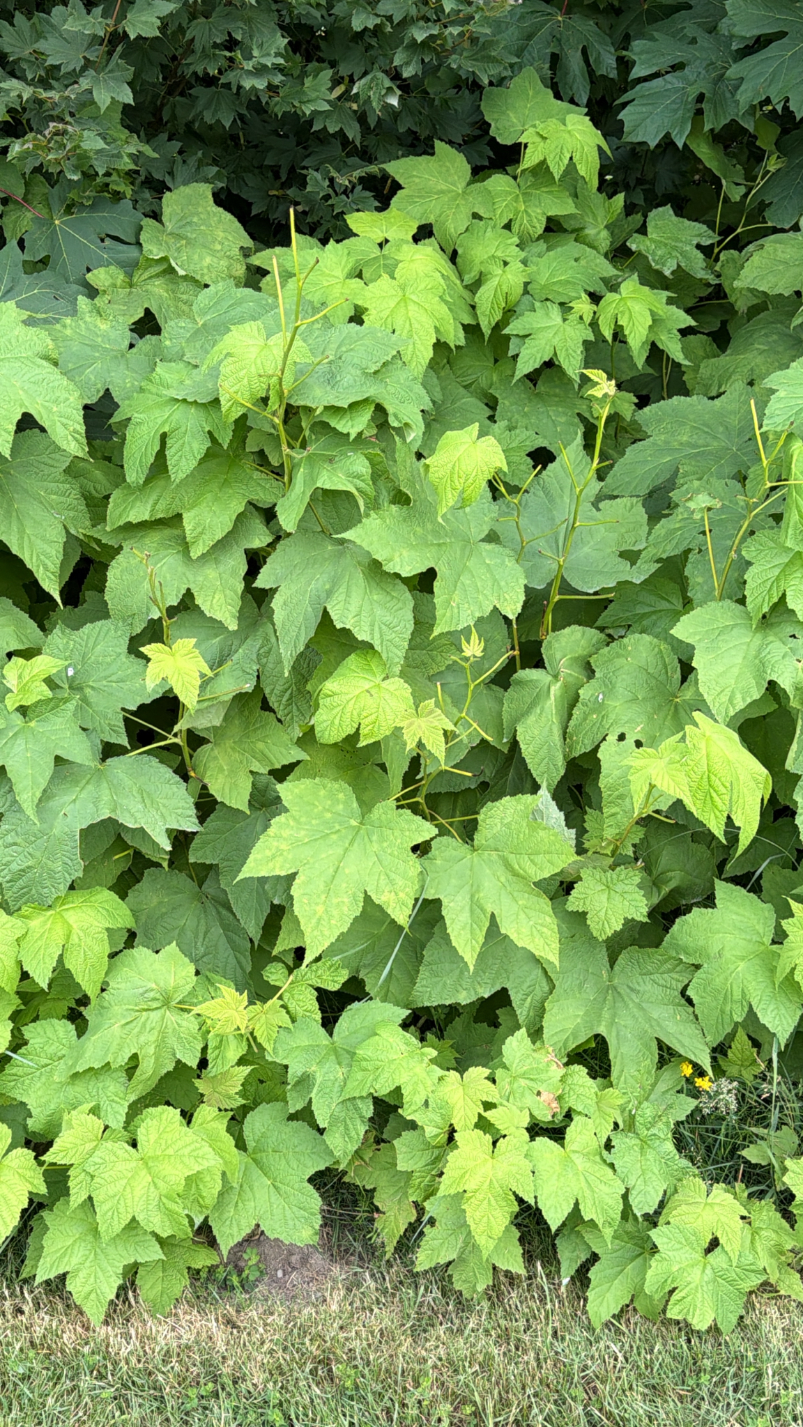 Rubus parviflorus