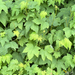 thimbleberry