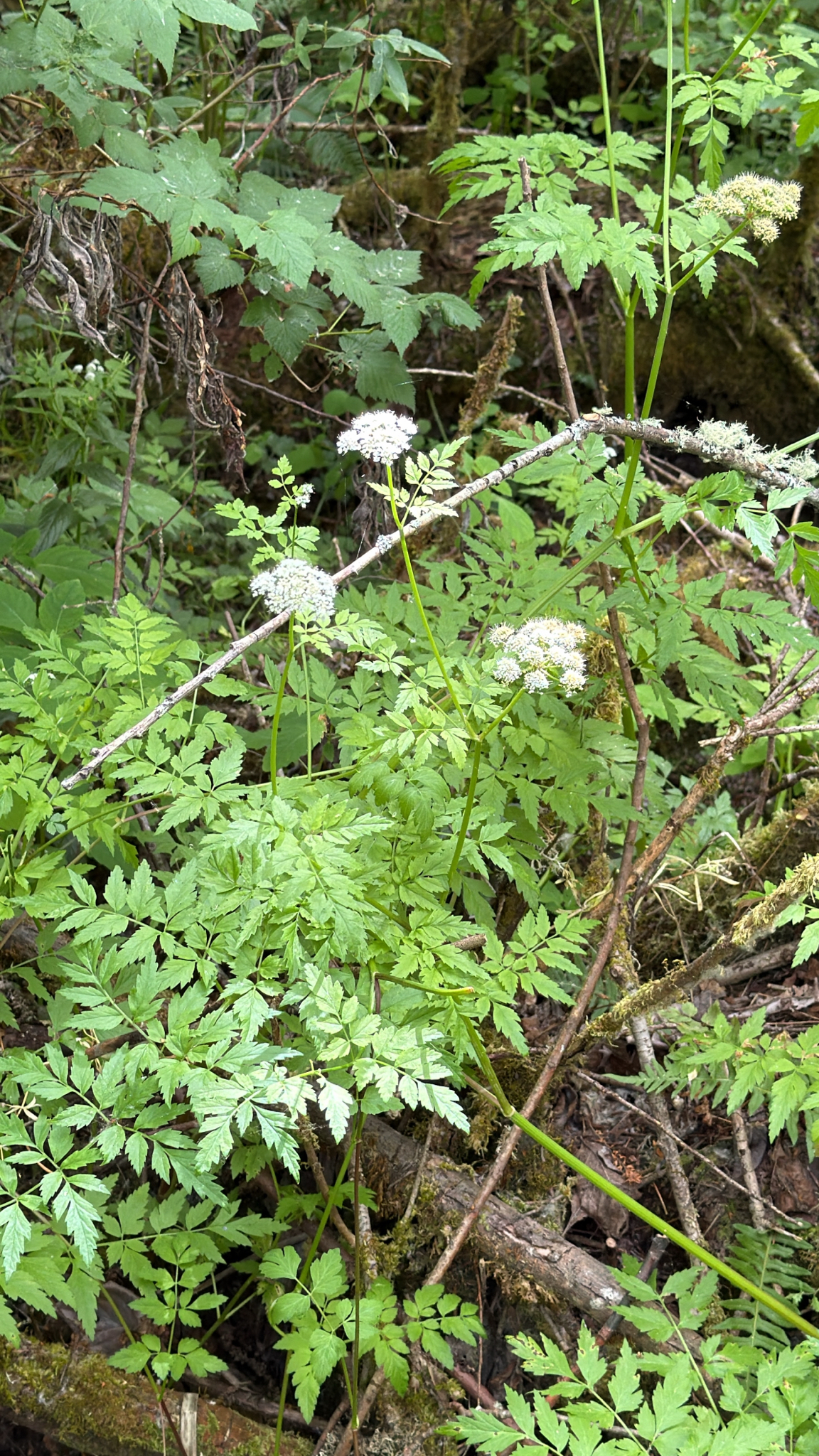 Oenanthe sarmentosa