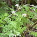water parsley
