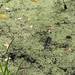 duckweeds