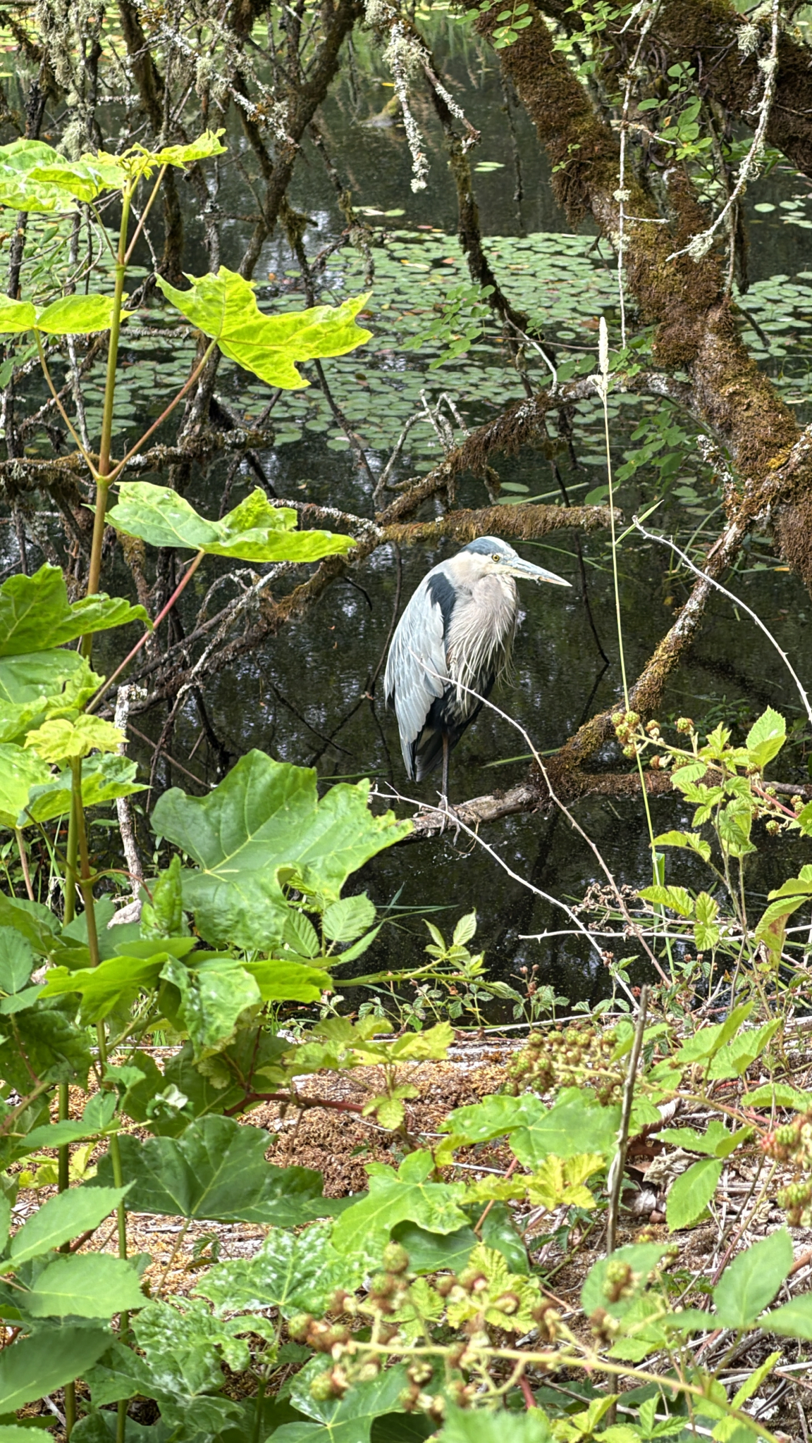 Ardea herodias