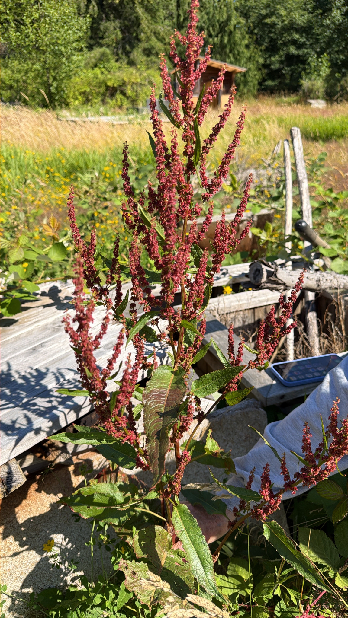 Rumex obtusifolius