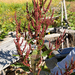 broad-leaved dock