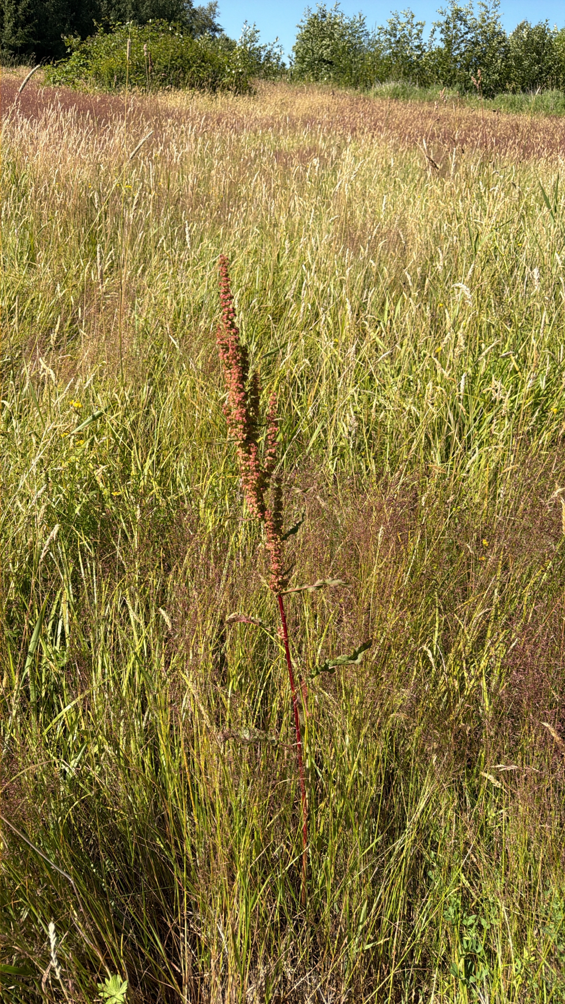Rumex crispus