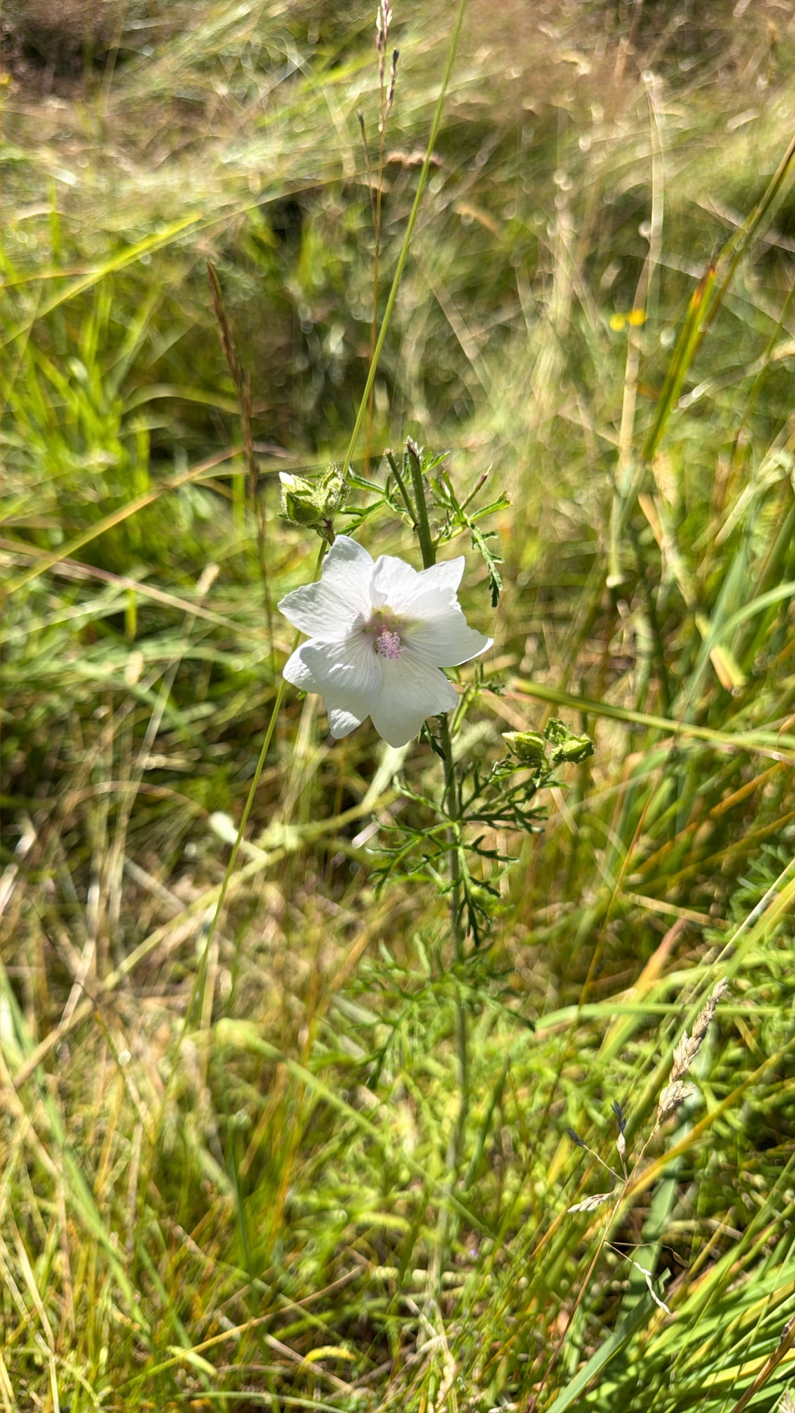 Malva moschata