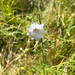 musk mallow